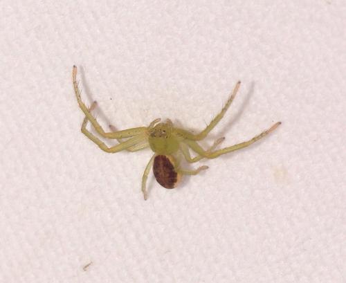 Réf. 277 087 : Diaea dorsata